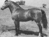 stallion Llanarth Touch and Go (Welsh-Cob (Sek. D), 1973, from Llanarth Meredith ap Braint)