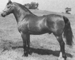 stallion Llanarth Touch and Go (Welsh-Cob (Sek. D), 1973, from Llanarth Meredith ap Braint)