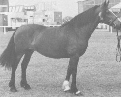 Zuchtstute Llanarth Flying Rocket (Welsh-Cob (Sek. C), 1969, von Pentre Eiddwen Comet)