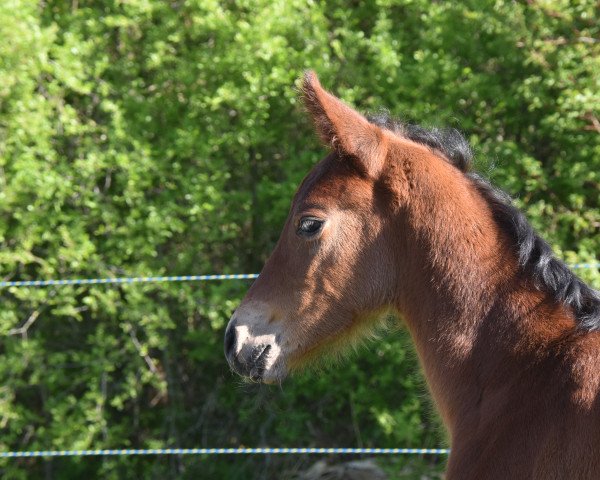 jumper Icaria (Hanoverian, 2019, from Icare d'Olympe AA)