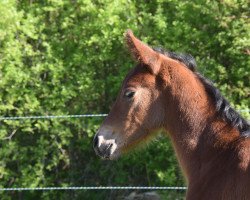 Springpferd Icaria (Hannoveraner, 2019, von Icare d'Olympe AA)