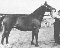 Zuchtstute Geler Daisy (Welsh-Cob (Sek. D), 1953, von Pentre Eiddwen Comet)