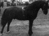 Deckhengst Felin Prince (Welsh-Cob (Sek. D), 1968, von Pentre Eiddwen Comet)