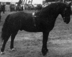 Deckhengst Felin Prince (Welsh-Cob (Sek. D), 1968, von Pentre Eiddwen Comet)