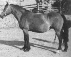 Zuchtstute Derwen Seren Teledu (Welsh-Cob (Sek. D), 1969, von Pentre Eiddwen Comet)