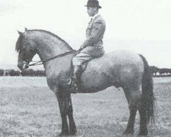 horse Coedllys Stardust (Welsh-Cob (Sek. D), 1960, from Pentre Eiddwen Comet)