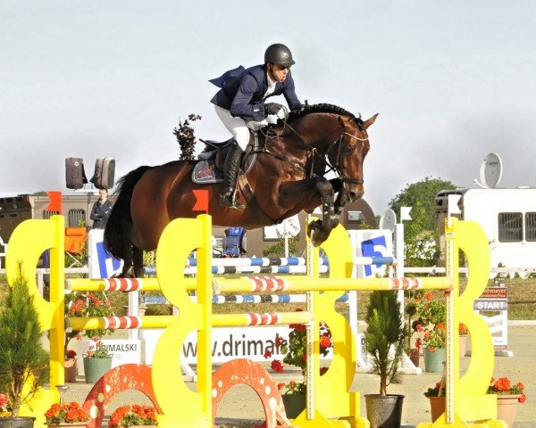 stallion Quinto's Chamb (Württemberger, 2009, from Quintender 2)
