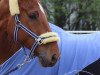 dressage horse Weltino (Hanoverian, 2006, from Welser)