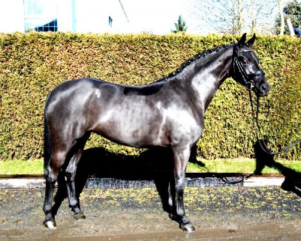 dressage horse Sissi (Hanoverian, 2011, from Swarovski)