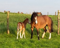 broodmare Wohld Cheyenne (Welsh mountain pony (SEK.A), 2005, from Vikarien's Red River)