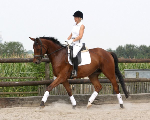 horse Zauberberg (Trakehner, 2009, from Rastenberg)