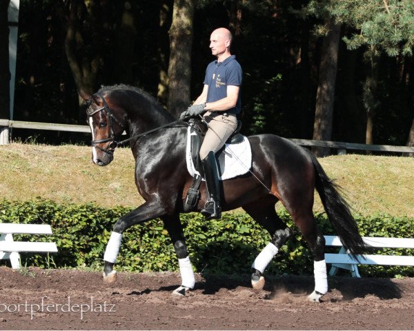 dressage horse Wallach von Fürstenball (Hanoverian, 2012, from Fürstenball)