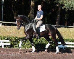 dressage horse Wallach von Fürstenball (Hanoverian, 2012, from Fürstenball)