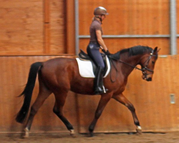 horse Heiderabe (Trakehner, 2011, from Rastenberg)