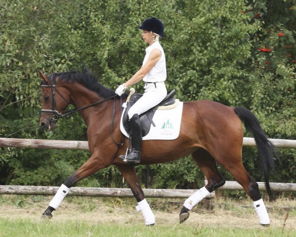 horse Tarastani (Trakehner, 2009, from Rastenberg)