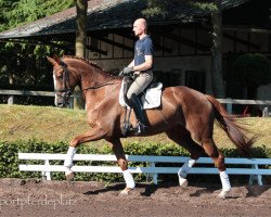 dressage horse Fairy Queen 12 (Hanoverian, 2011, from Fuechtels Floriscount OLD)