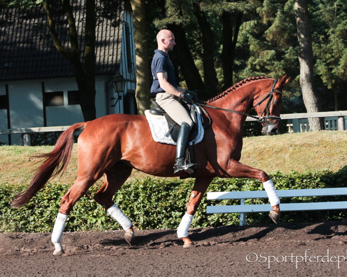 dressage horse Don Dabel Du (Hanoverian, 2011, from Don Frederico)