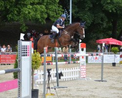 dressage horse Cisco (Westphalian, 2000, from Cordobes I)