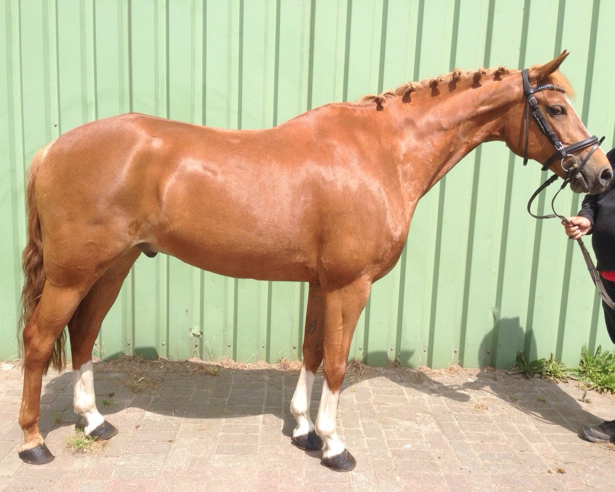 jumper Max 3204 (German Riding Pony, 2004, from Horsegate Minstrel)