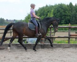 broodmare Elfenwonne (Trakehner, 2003, from Hohenstein I)