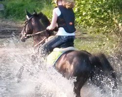 jumper Santanyi M (German Riding Pony, 2009, from Online Ixes)