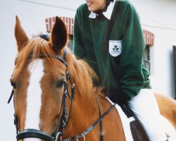 horse Shirley (New Forest Pony, 1990, from Sky High)