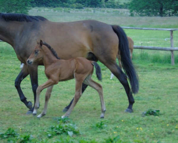 Springpferd Calinellos Son (Holsteiner, 2015, von Calinello)