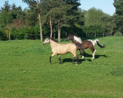 horse Elionora (German Riding Pony, 2013, from Eldorrado)