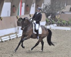 dressage horse Sacuba de Janeiro (Westphalian, 2009, from Spielberg)