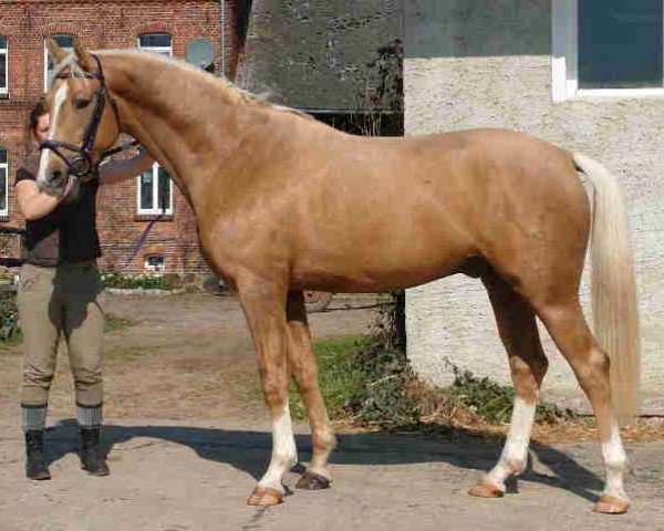 horse Royal Gold (German Warmblood, 2004, from Royal Hit)
