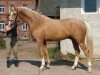 Pferd Royal Gold (Deutsches Reitpferd, 2004, von Royal Hit)