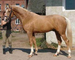 Pferd Royal Gold (Deutsches Reitpferd, 2004, von Royal Hit)