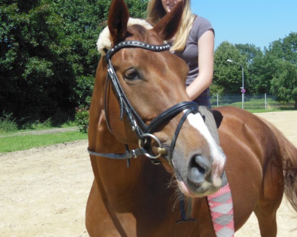 horse Diva de Luxe (Oldenburg, 1999, from Dinard L)