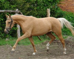 Pferd Honigmilch MD (Arabisches Halbblut / Partbred, 2006, von Brioni)