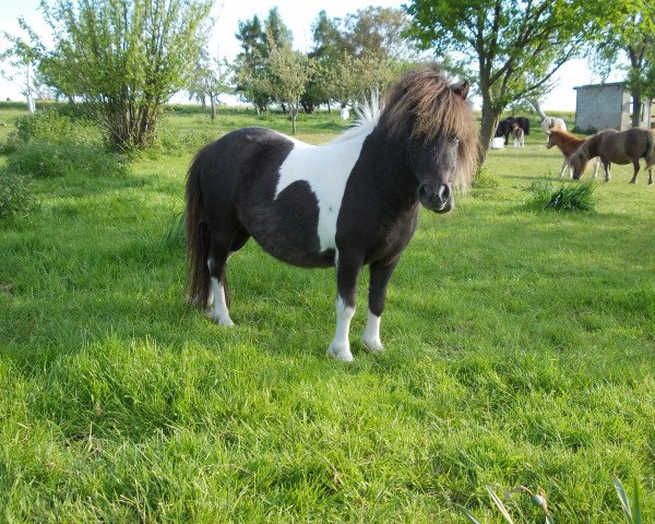 Zuchtstute Titania von Repgow (Shetland Pony (unter 87 cm), 2012, von Rosso)