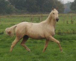 horse Harika MD (Oldenburger, 2013, from Don Juan de Hus)