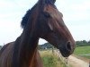 dressage horse Fidelio 275 (Westphalian, 2004, from Francoli)