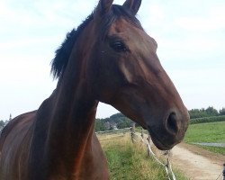 dressage horse Fidelio 275 (Westphalian, 2004, from Francoli)