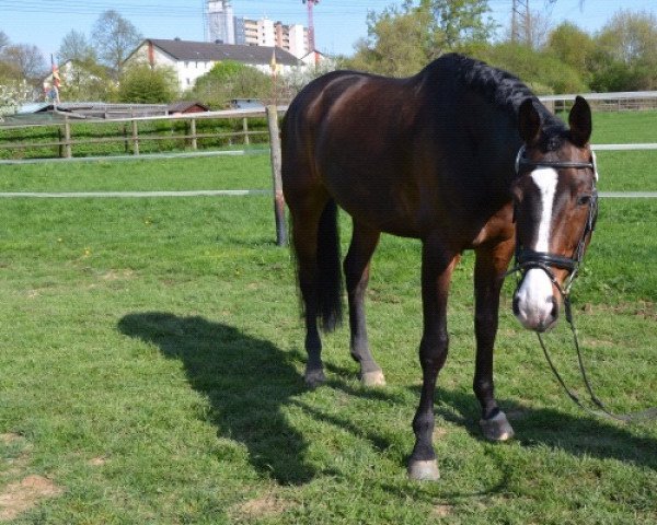 dressage horse Zamiro 26 (KWPN (Royal Dutch Sporthorse), 2004, from Gribaldi)