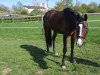 dressage horse Zamiro 26 (KWPN (Royal Dutch Sporthorse), 2004, from Gribaldi)