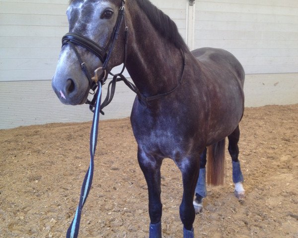 dressage horse Staatsdiamant (Oldenburg, 2010, from Statesman OLD)