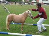 Zuchtstute Tini (Shetland Pony (unter 87 cm), 2006, von Birchwood Kingcup)