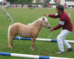 Zuchtstute Tini (Shetland Pony (unter 87 cm), 2006, von Birchwood Kingcup)