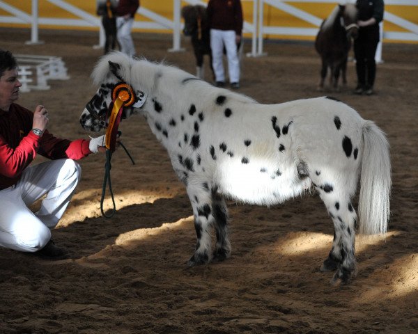 Deckhengst Magnum (Dt.Part-bred Shetland Pony, 2011, von Magic)