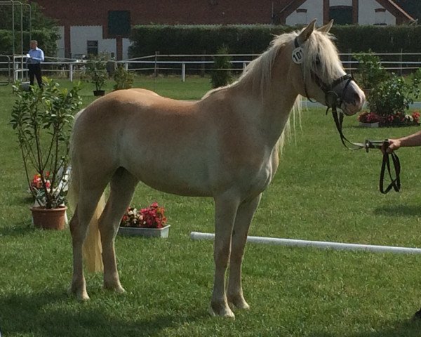 broodmare Nele (6,25% ox) (Edelbluthaflinger, 2012, from Nitendo (7,81% ox))