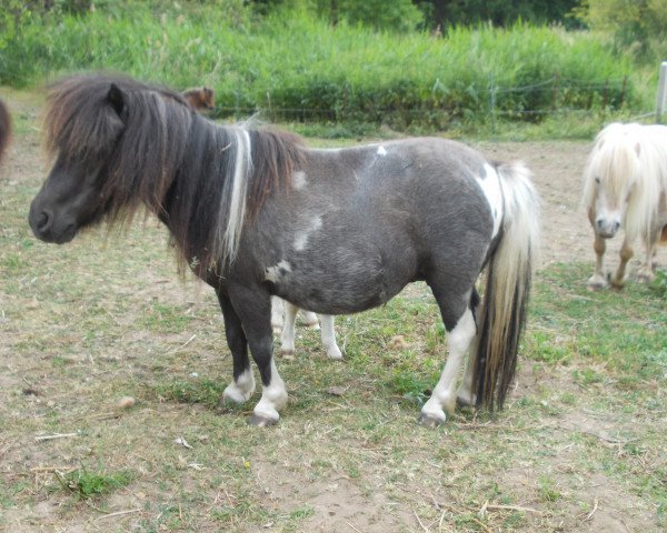 Zuchtstute Nena (Shetland Pony (unter 87 cm), 2007, von Rialto)