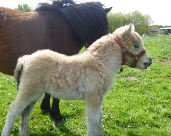 Pferd Cox vom Rehgraben (Shetland Pony (unter 87 cm),  , von Collovati van Stal Brammelo)