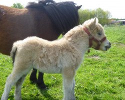 Pferd Cox vom Rehgraben (Shetland Pony (unter 87 cm),  , von Collovati van Stal Brammelo)