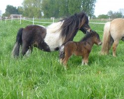 horse Anna vom Rehgraben (Shetland pony (under 87 cm),  , from Braveheart of Dream Fields)