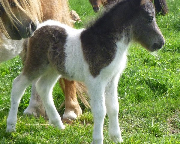 horse Bram vom Rehgraben (Shetland pony (under 87 cm),  , from Braveheart of Dream Fields)